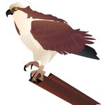 all birds name in english