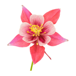 Columbine Flower