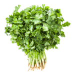 Coriander
