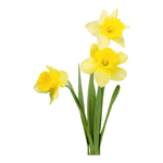 Daffodil