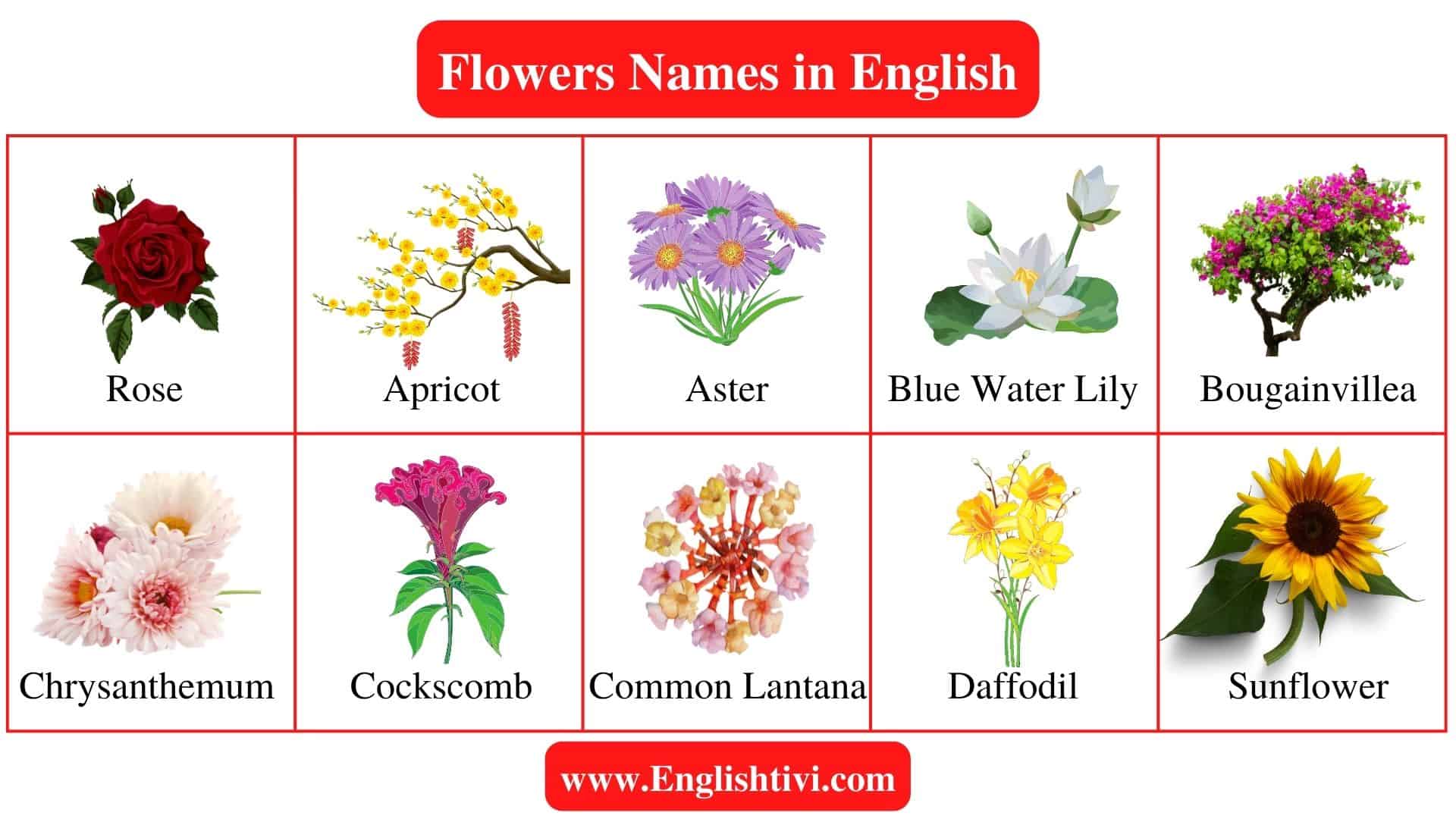 Flowers Name List Of A In