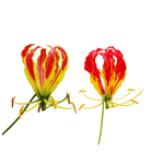 Glory Lily