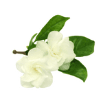 Jasmine