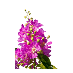 Queen Crape Myrtle