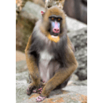 Animals Name in English