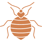 Insect Names in English