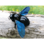 Insect Names in English