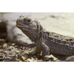 Animals Name in English