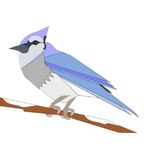 Birds Name: List of Birds Name in English and Hindi with Pictures ...