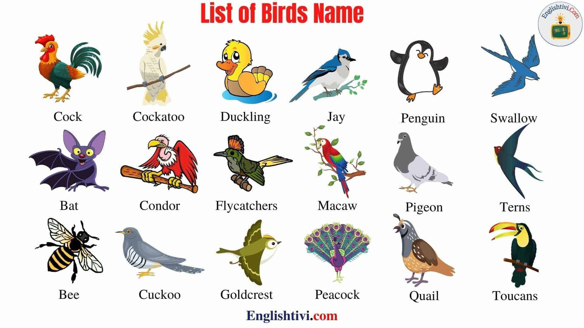 Birds Name: List of Birds Name in English and Hindi with Pictures -  Englishtivi
