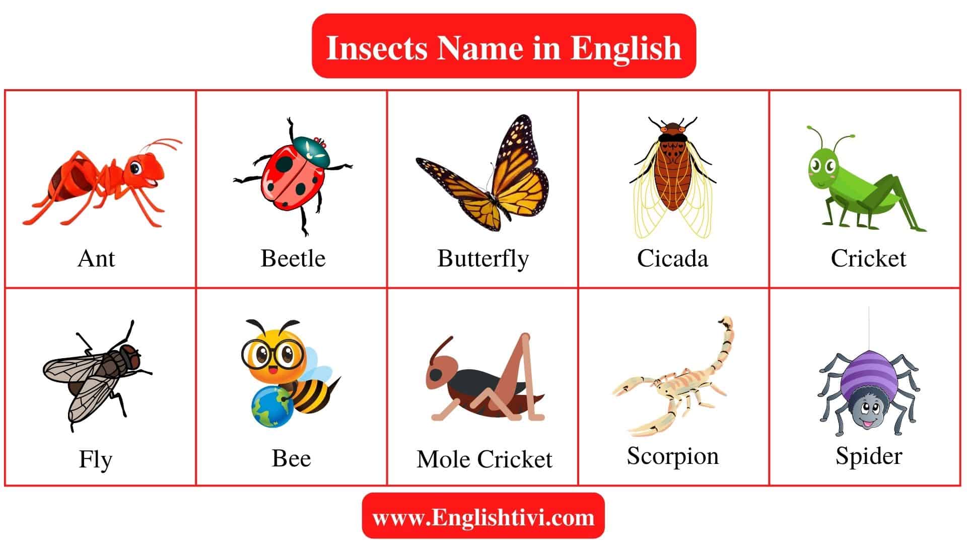 Insect Names: List of Insects Name in English with Pictures - Englishtivi