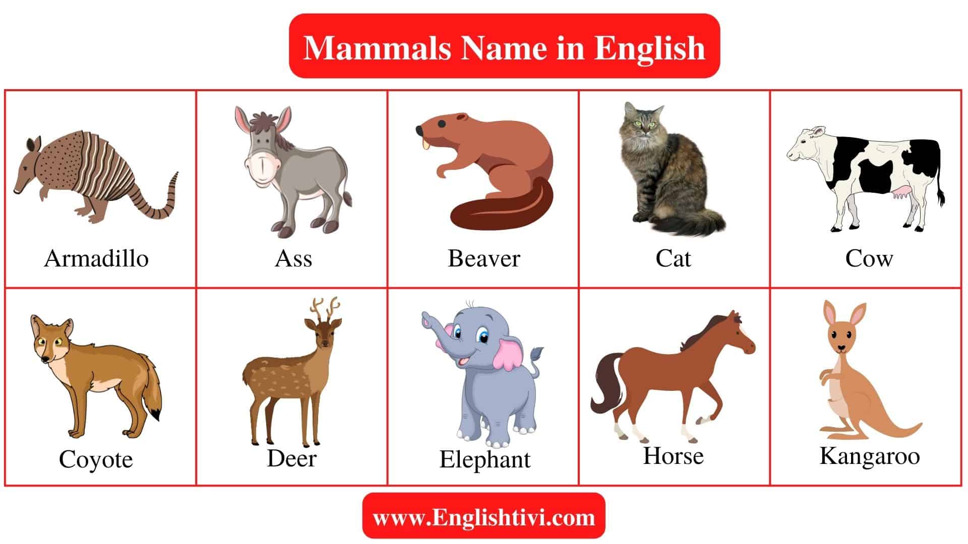 Mammals Name in English with Pictures - Englishtivi