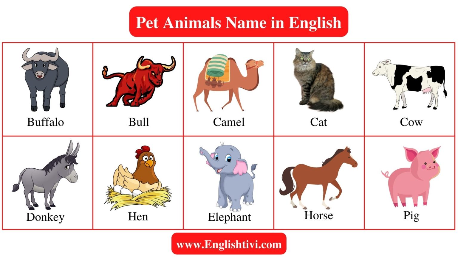 Pet Animals Name in English with Pictures - Englishtivi