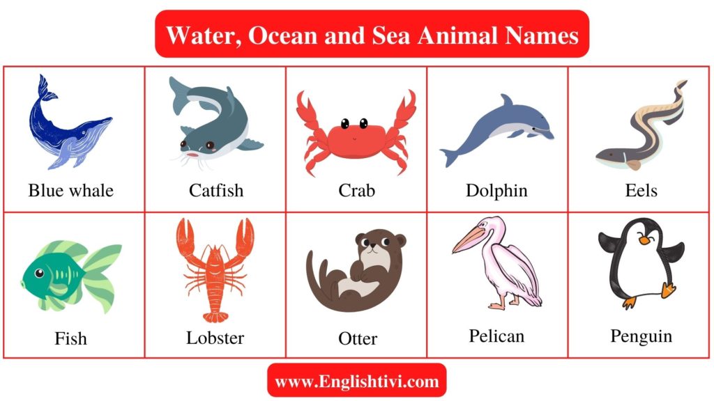 Water, Ocean and Sea Animals Name in English with Pictures - Englishtivi