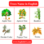 tree-names-in-english-with-pictures