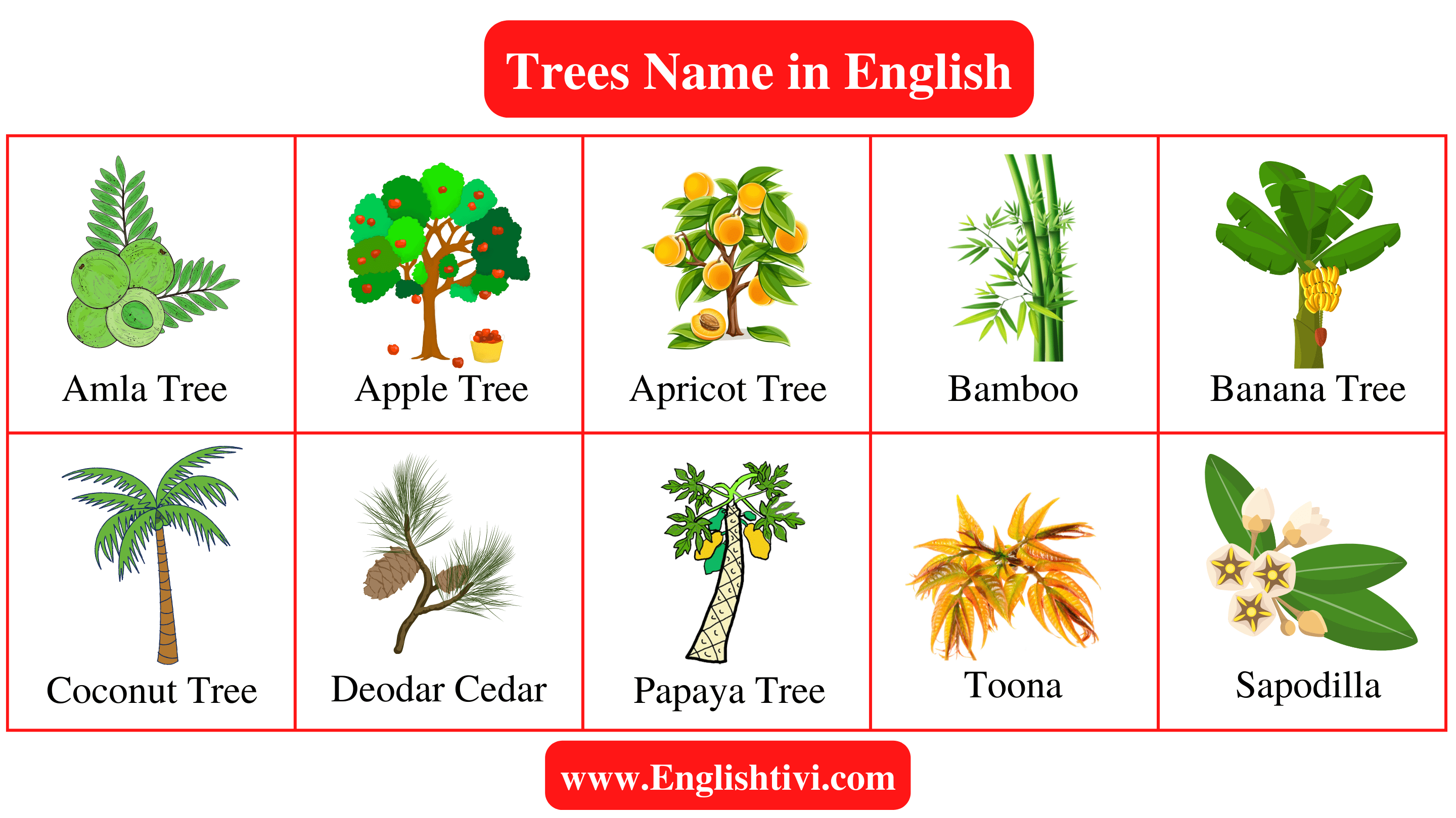 Tree Names in English with Pictures - Englishtivi